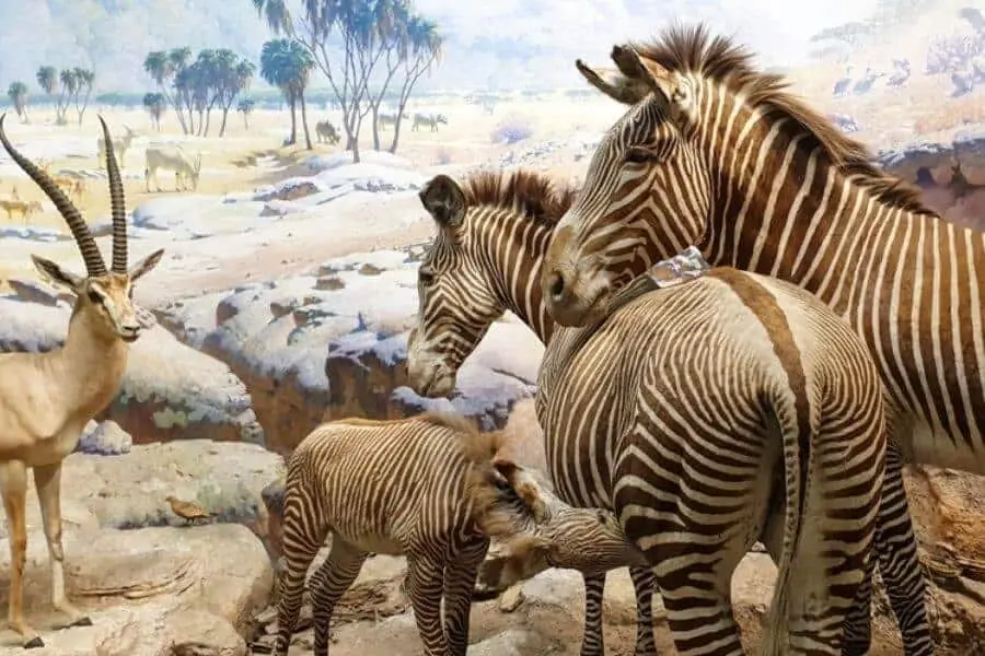 Americam museum of natural history NYC USA Faraway Notes