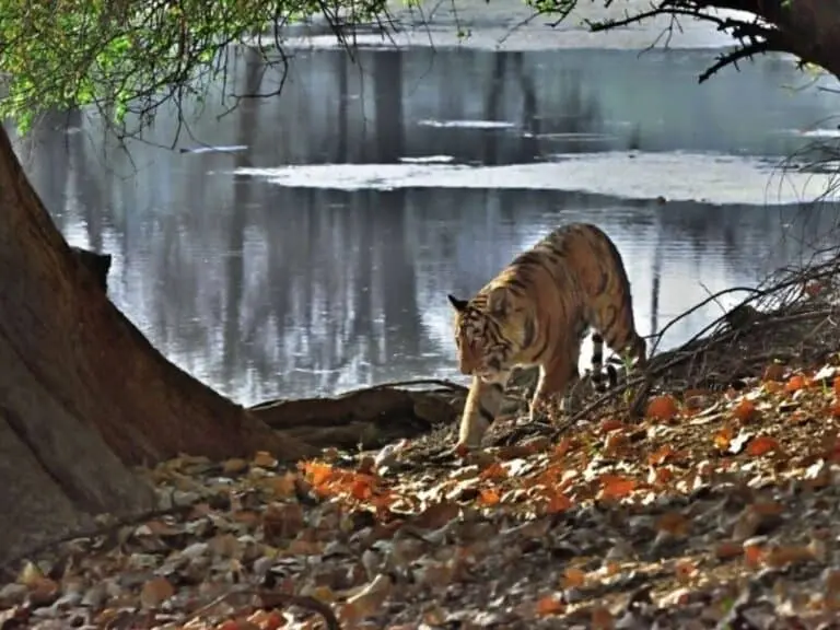 Best National Parks of India_Faraway Notes