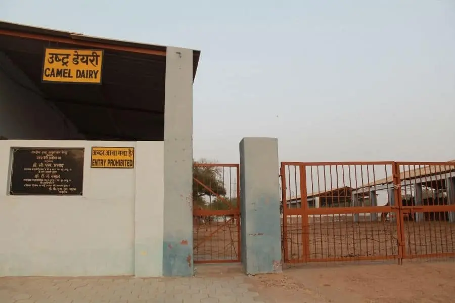 Camel farm bikaner dairy India Faraway Notes