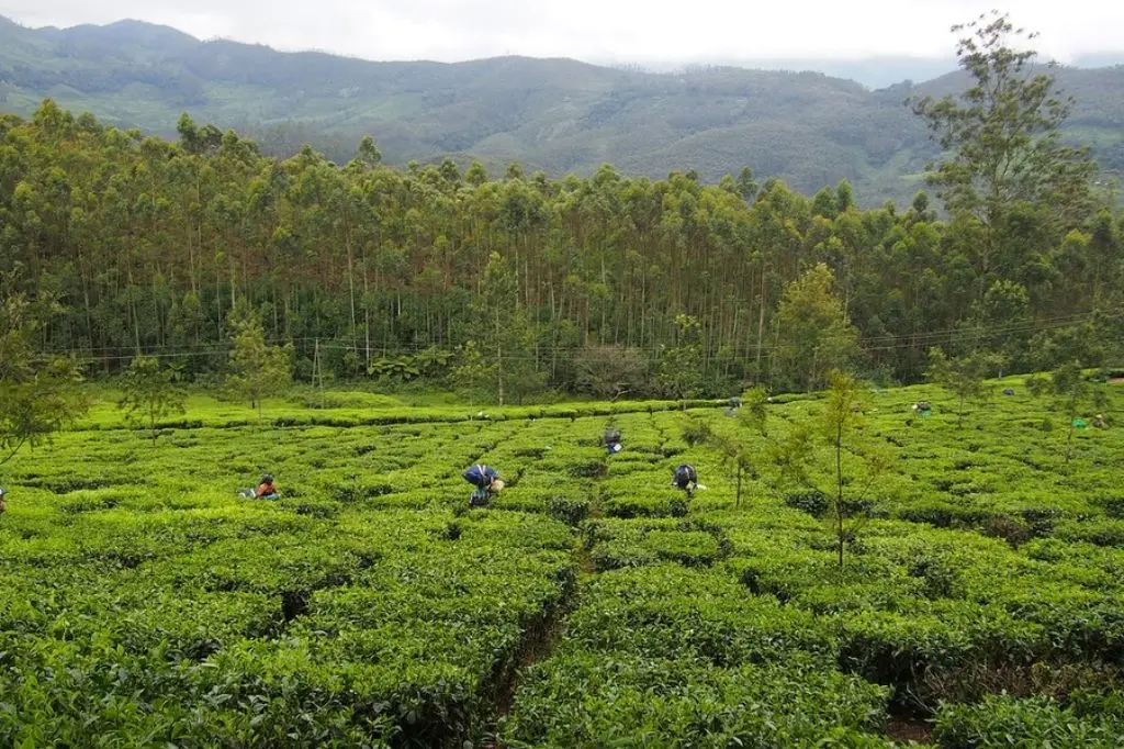 kerala tea plantations