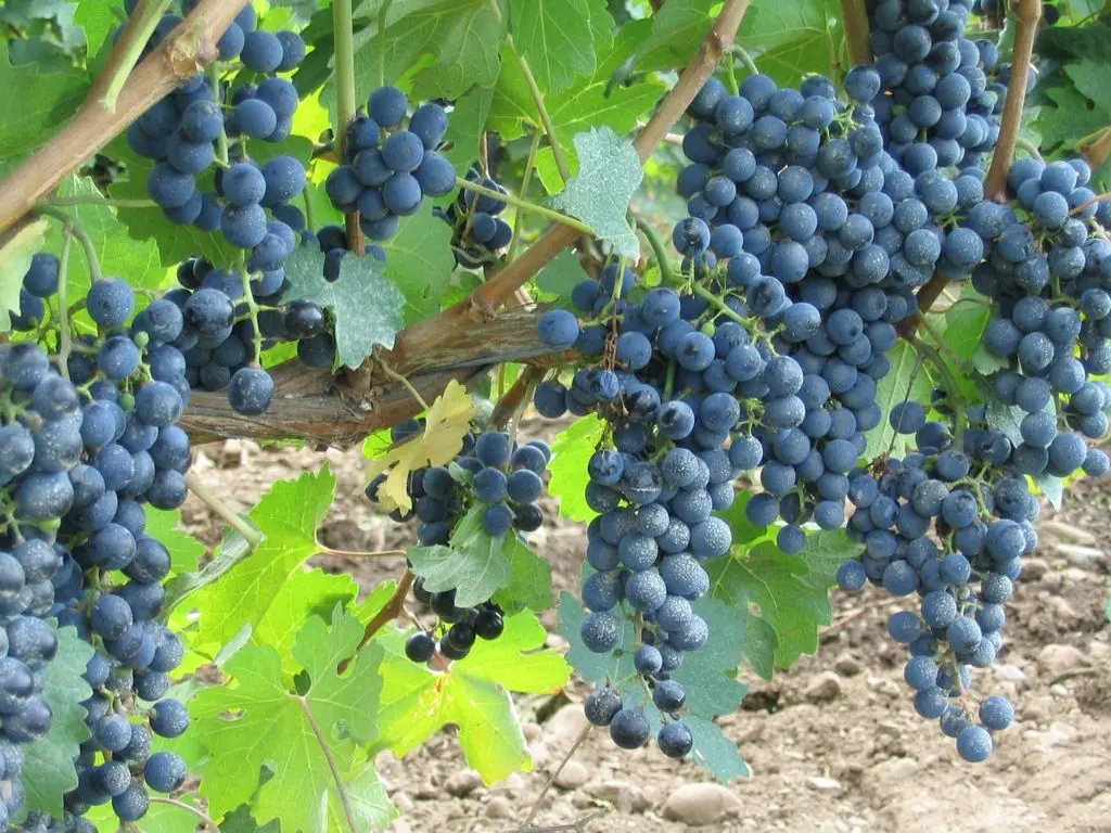 Niagara wineries