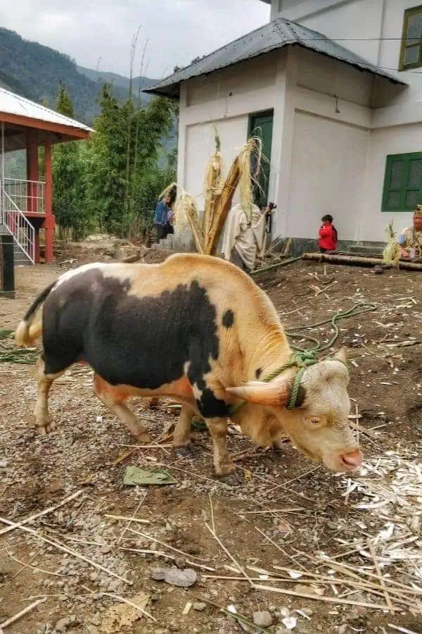 nyishi tribe yazali nyokum yullo mithun