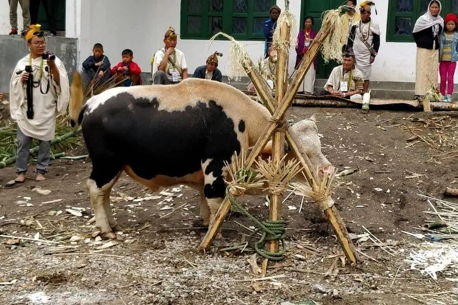 Nyokum Yullo Festival of Nyishi Tribe Mithun Bos Frontalis