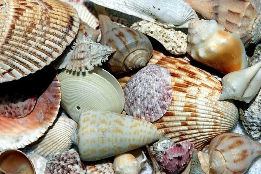 Seashells at Sanibel Island USA spring destination Faraway Notes