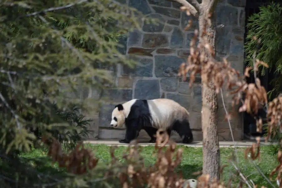 Smithsonian National Zoo Washington DC with kids USA Faraway Notes