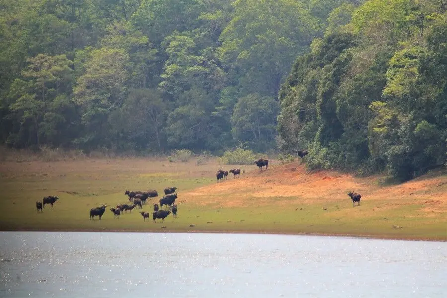 Thekkady-periyar-lake-animals