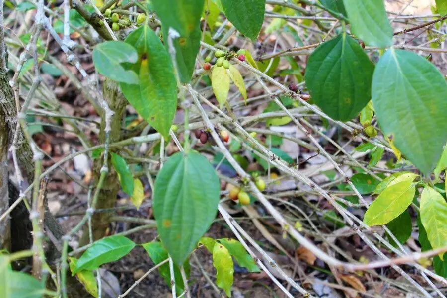 Thekkady-spicefarm-coffee-plant