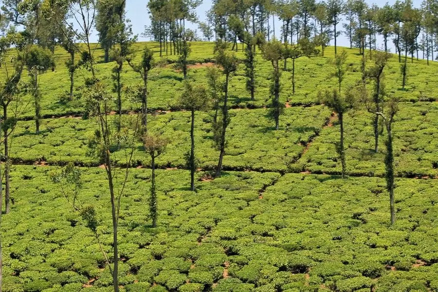 Thekkady-tea-plantations
