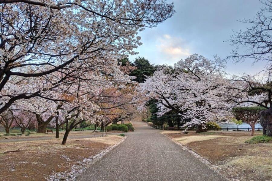 Tokyo Japan Cherry Blossom Spring destination Faraway Notes