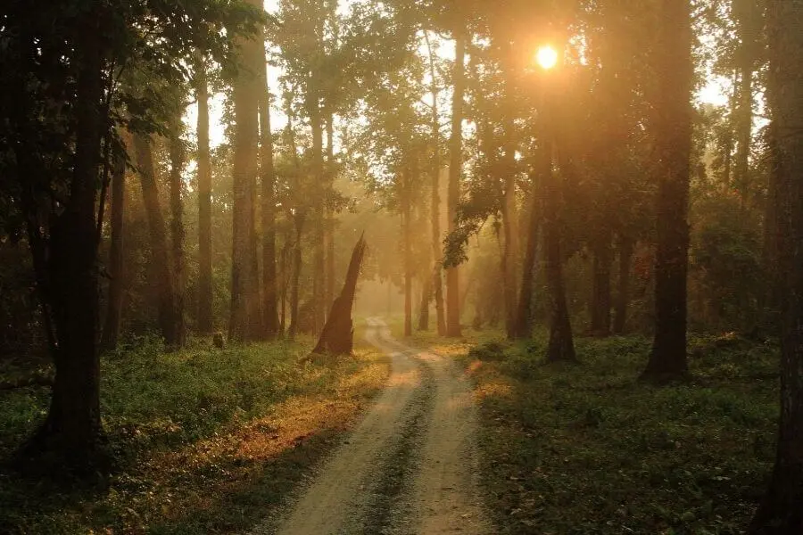 Gorumara National Park West Bengal India Faraway Notes