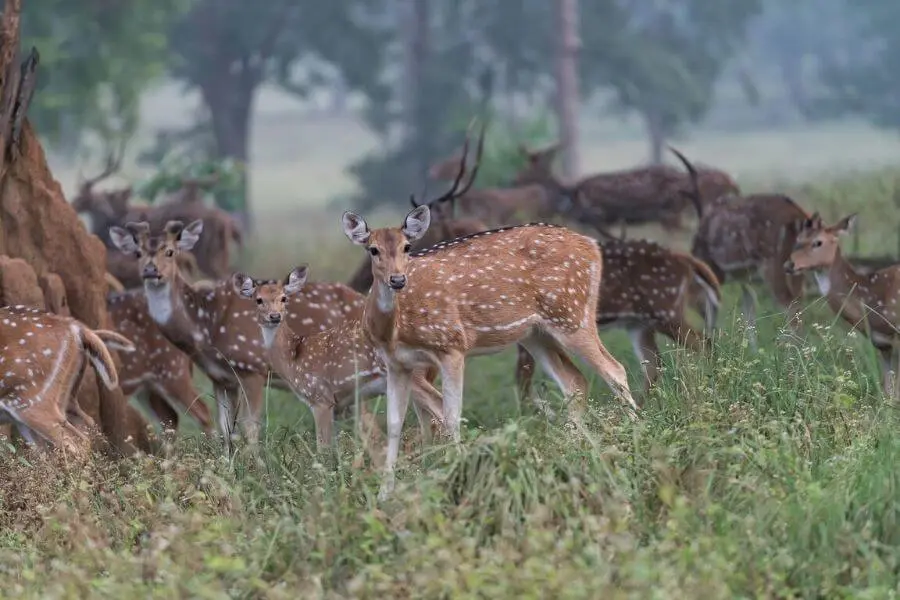 Kanha National Park Madhya Pradesh -best national park in India Faraway Notes