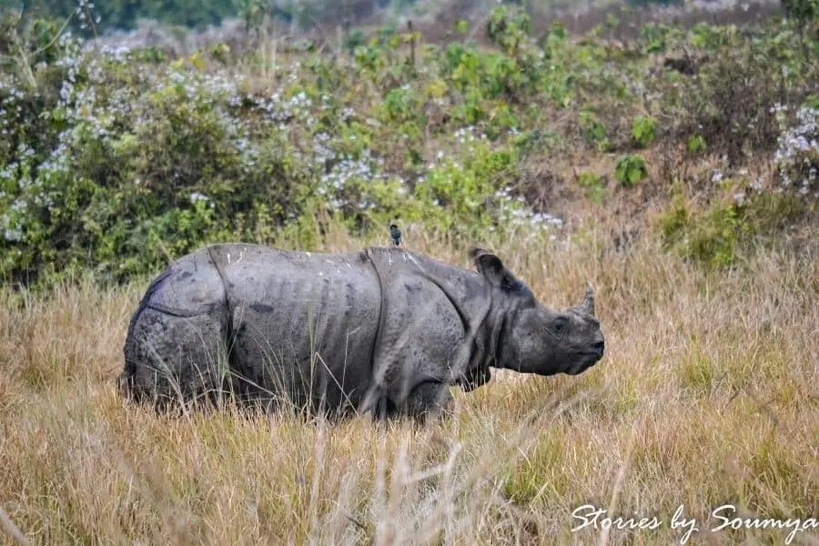 Best national Park - Manas National Park Assam India Faraway Notes