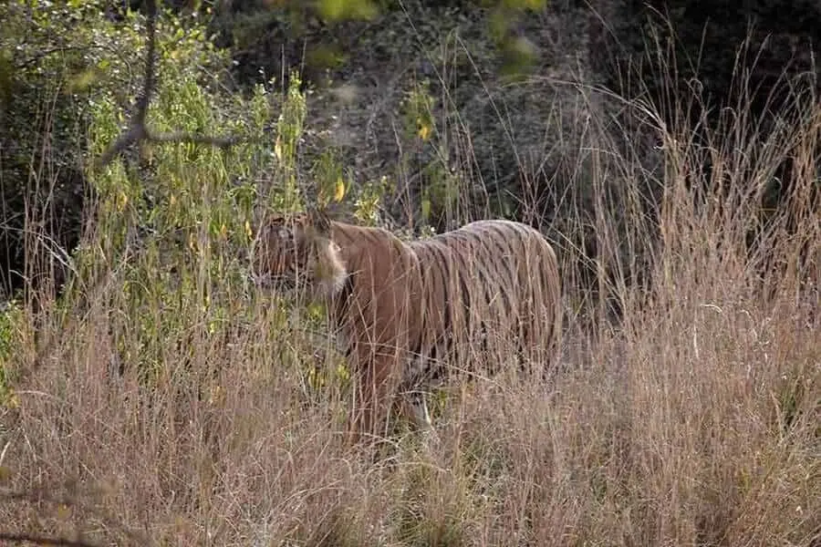 RANTHAMBORE National Park India Faraway Notes - best national parks
