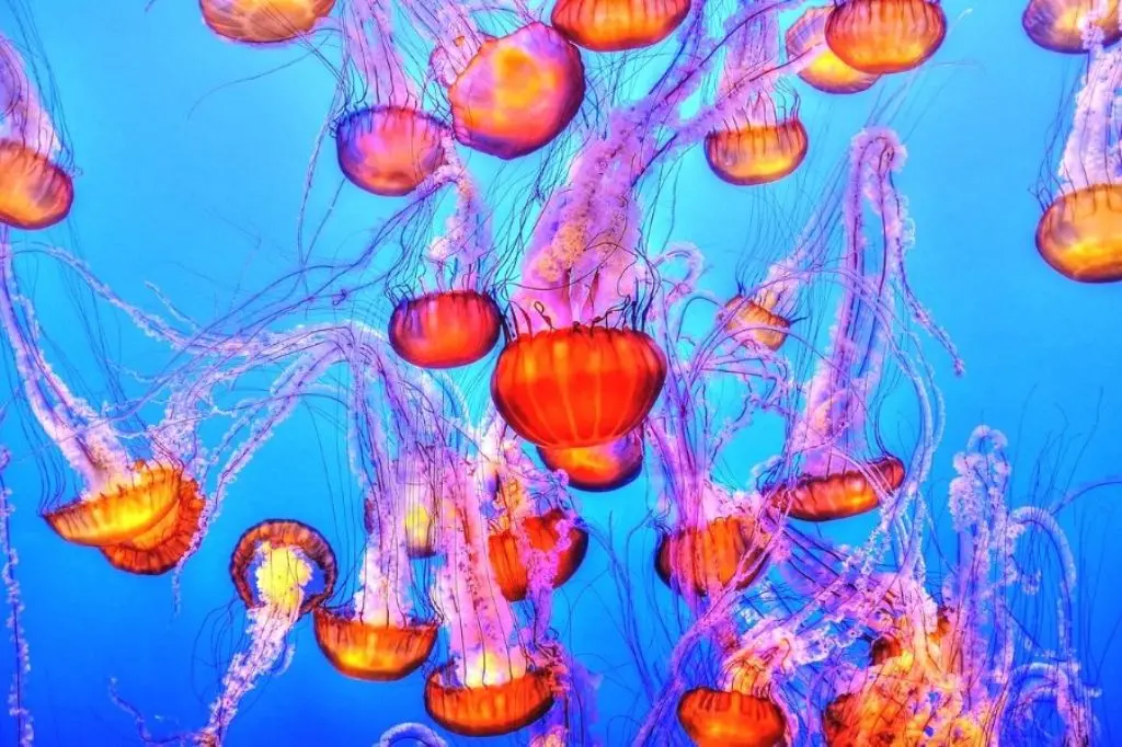 adventure aquarium philadelphia