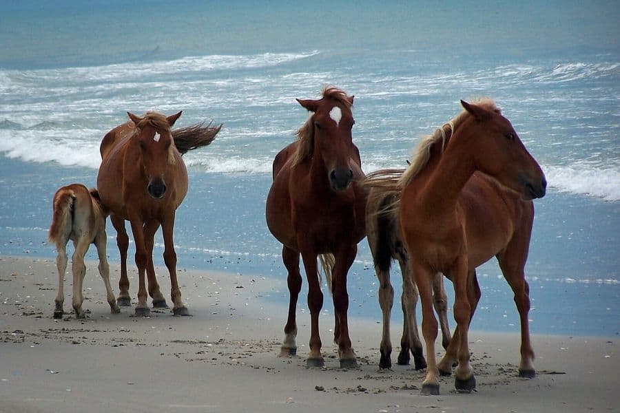 Wild horses in Outer Banks