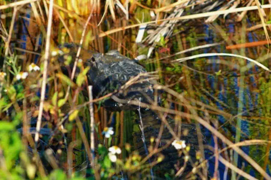 alligators everglades national park florida keys