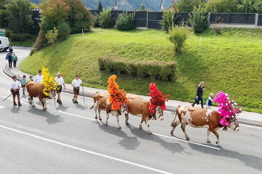 almabtrieb austria unique cultural experiences