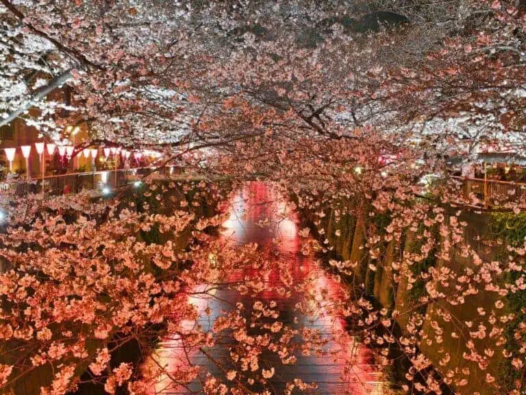 illuminated cherry blossoms over Meguro River at night in Tokyo, with glowing red lanterns reflecting on the water