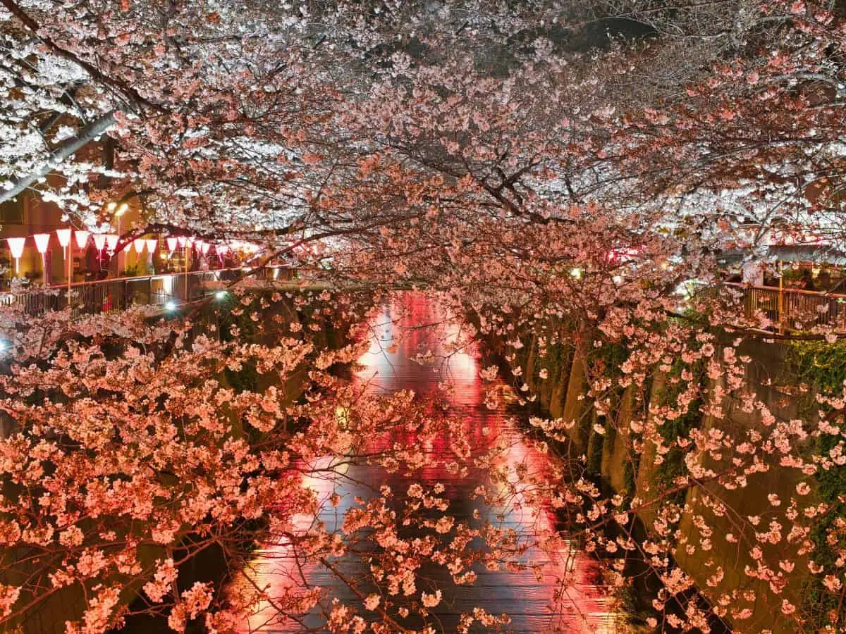 illuminated cherry blossoms over Meguro River at night in Tokyo, with glowing red lanterns reflecting on the water