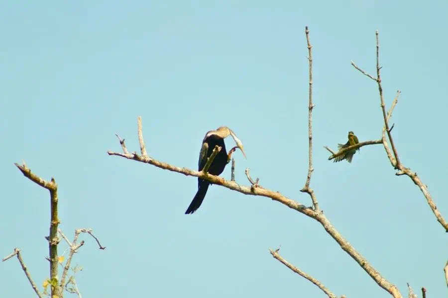 birds sitting on a tree branch at munroe island