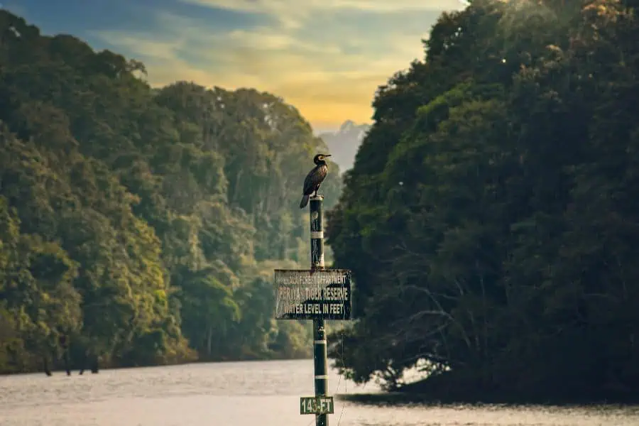 bird watching periyar thekkady kerala