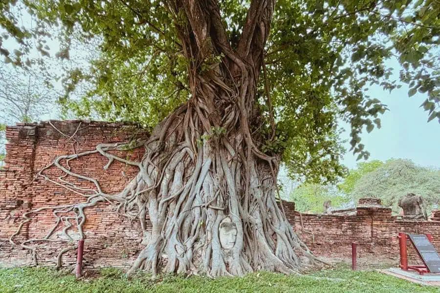 iconic buddha head entwined within the roots of a banyan tree at wat mahathat in ayutthaya, thailand, with an ancient brick wall and scattered ruins in the background