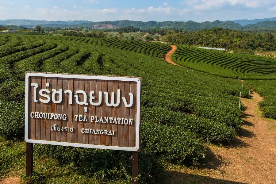 choui fong tea plantation