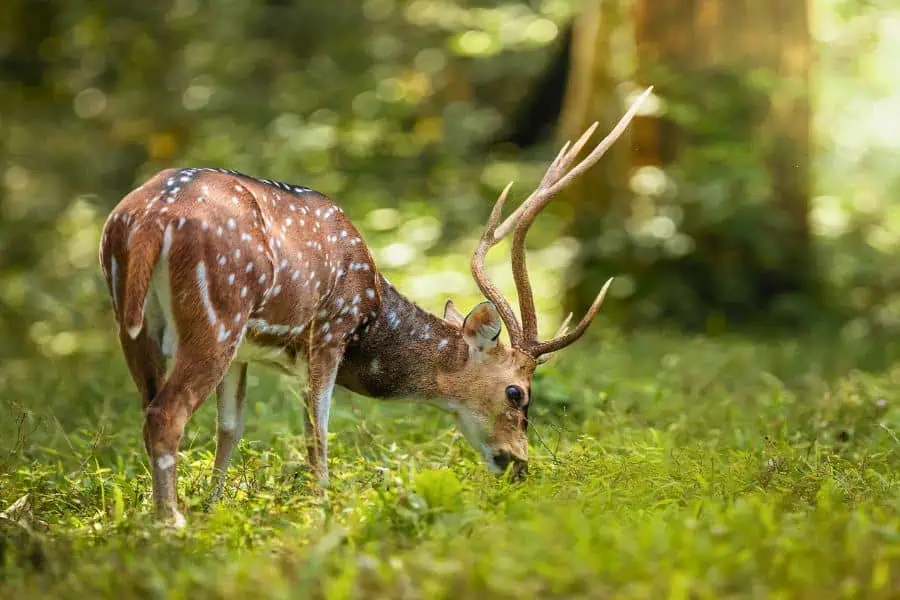 deer at reserve tiger periyar national park thekkady kerala