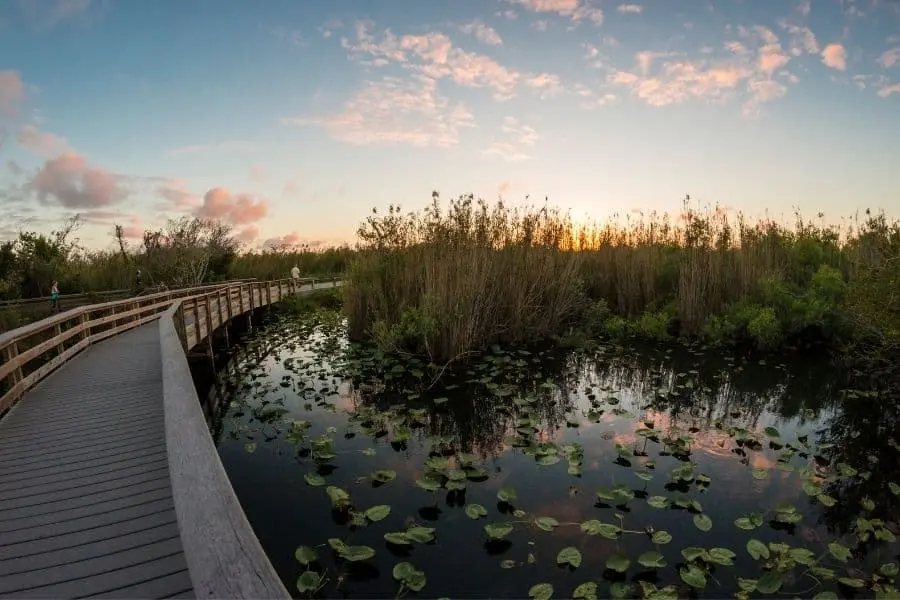 everglades national park florida anhunga trail boardwalk