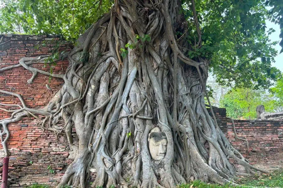 the tree with an iconic buddha head at wat mahathat ayutthaya near bangkok