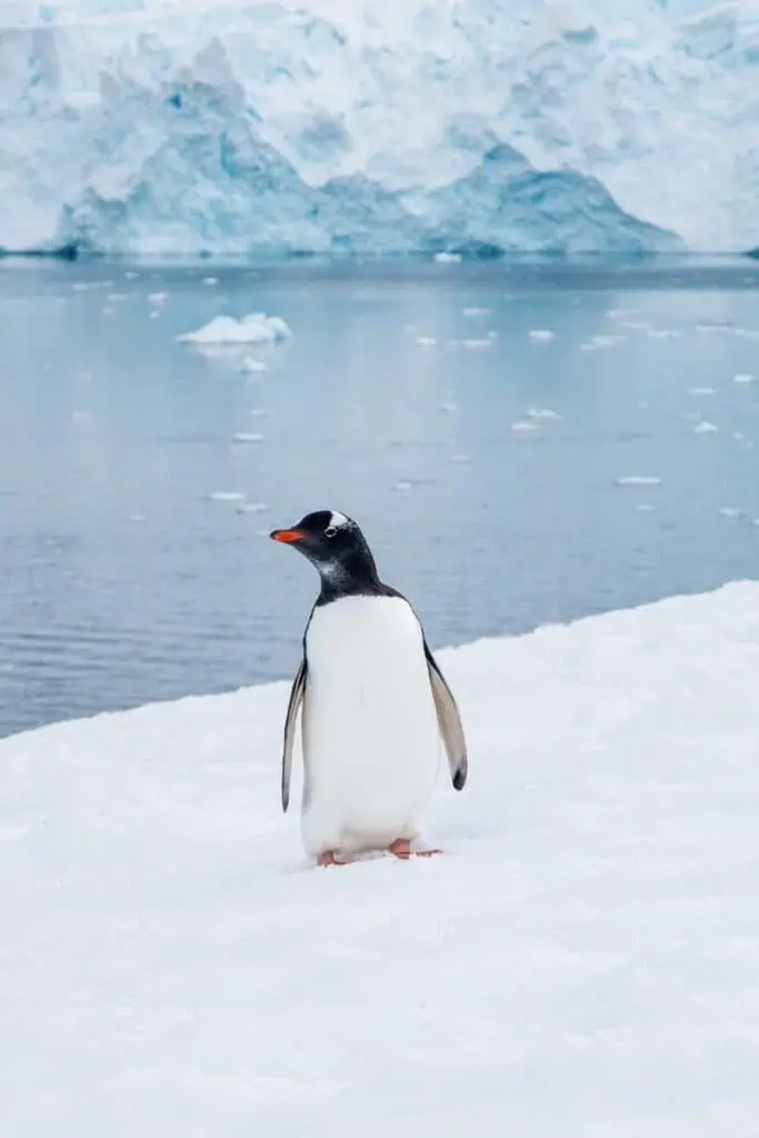 gentoo penguin standing on antarctic ice
