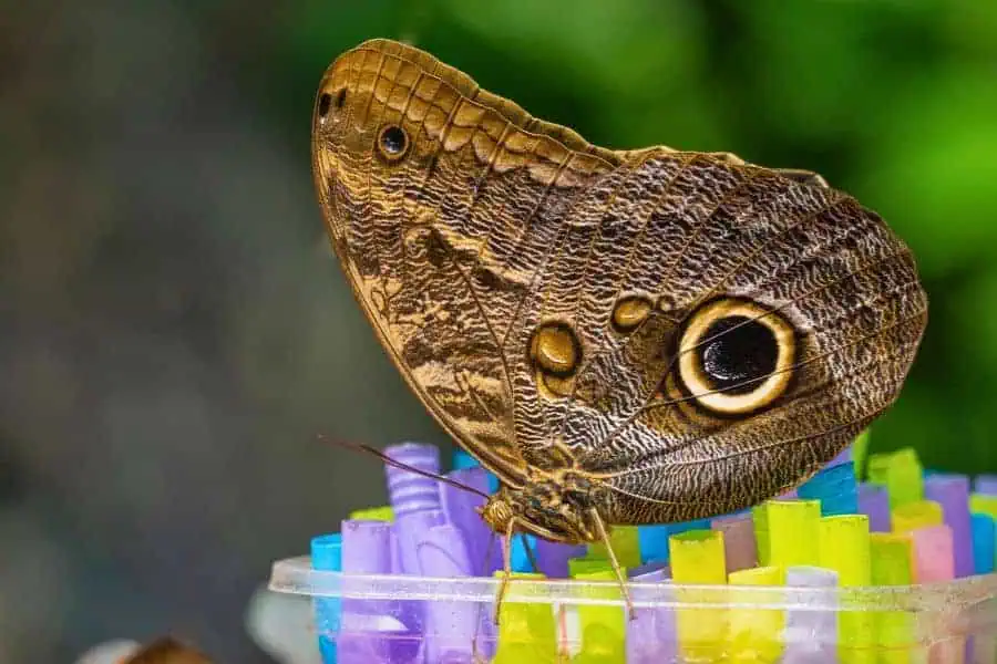 giant owl butterfly at konya tropical butterfly garden
