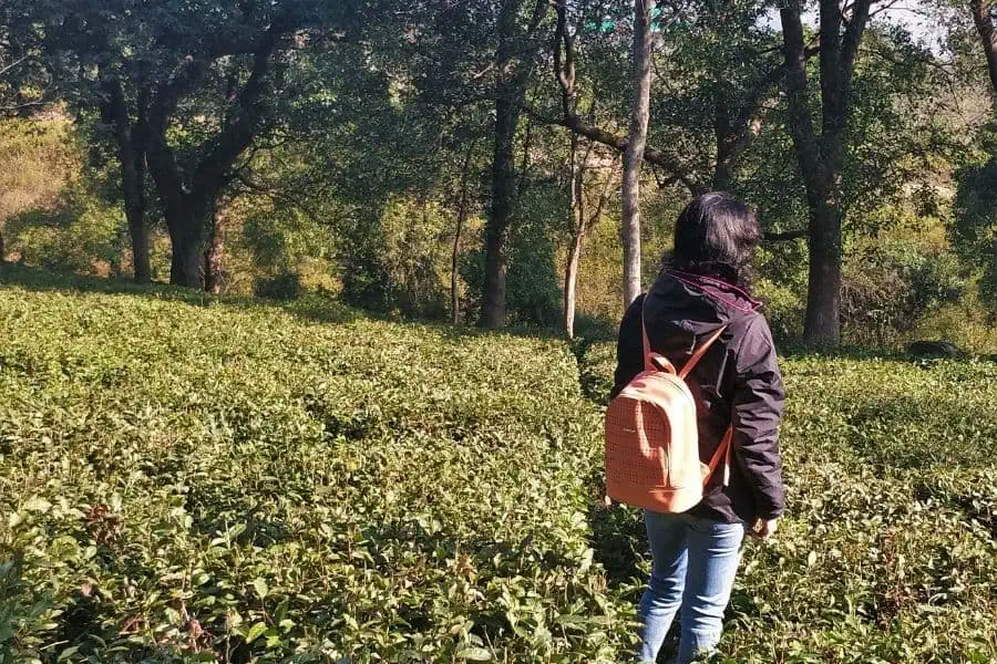 jyoti niwas homestay tea gardens palampur