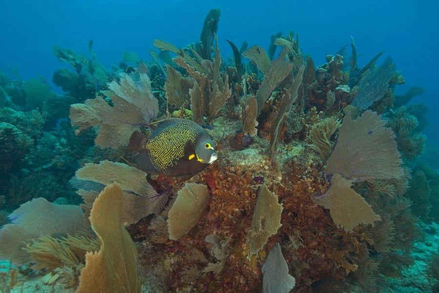 key largo reef florida