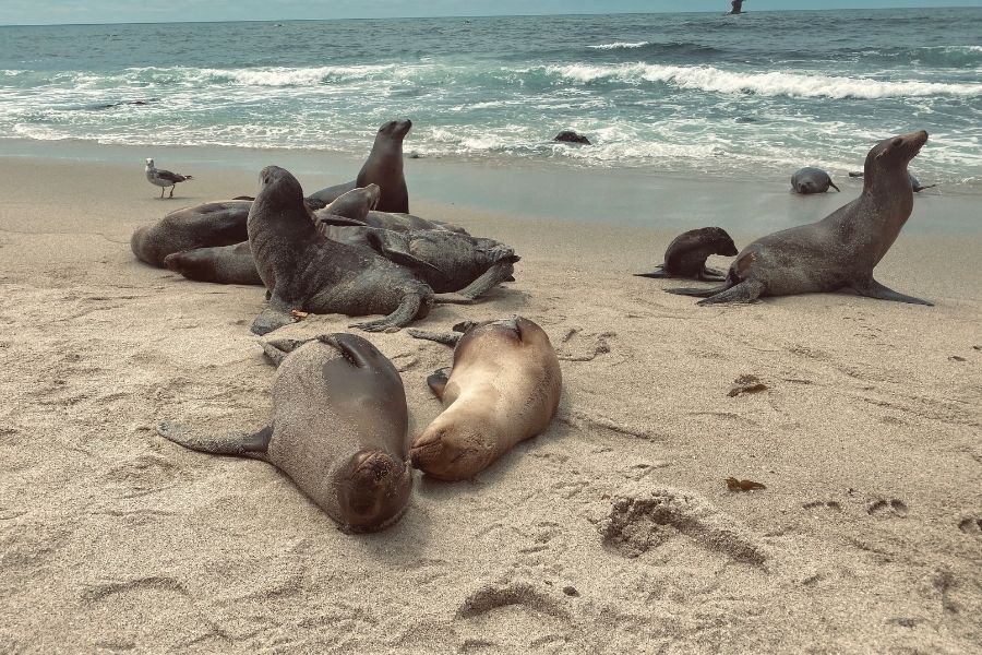 la jolla cove beach california