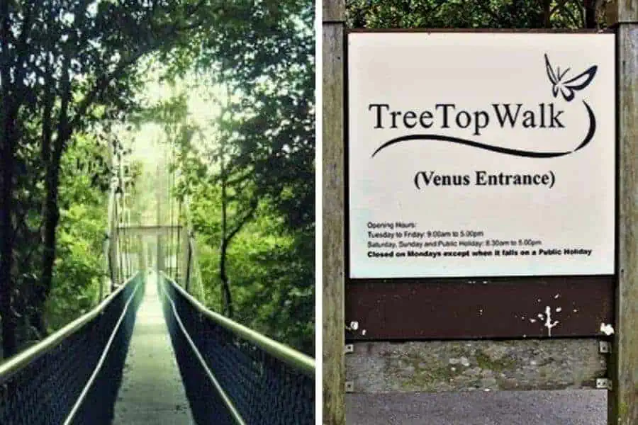 macrritchie reservoir treetop hike singapore