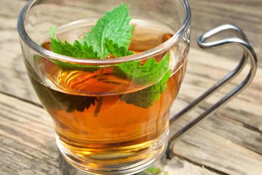 melissa lemon balm tea poland tea culture