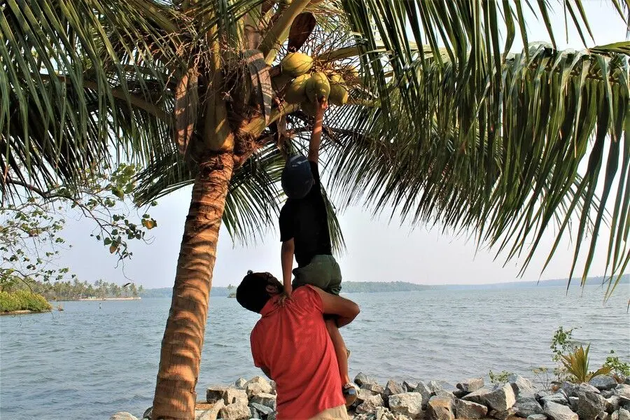 munroe island kerala coconut plucking