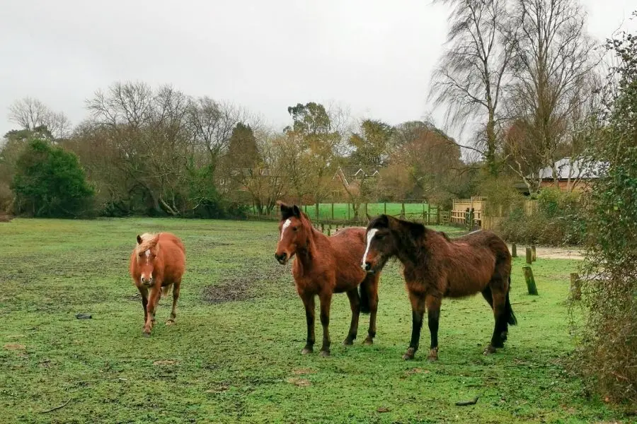 new forest road trip england best european road trips