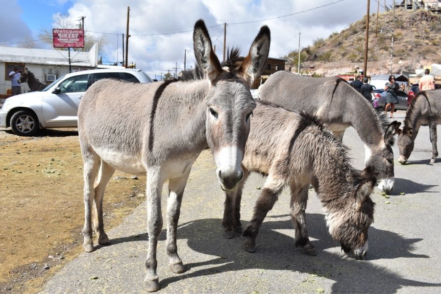 oatman places to visit in arizona