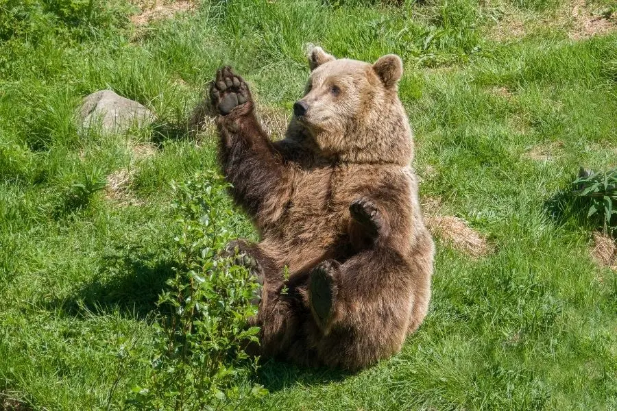 ranua wildlife park rovaniemi lapland finland