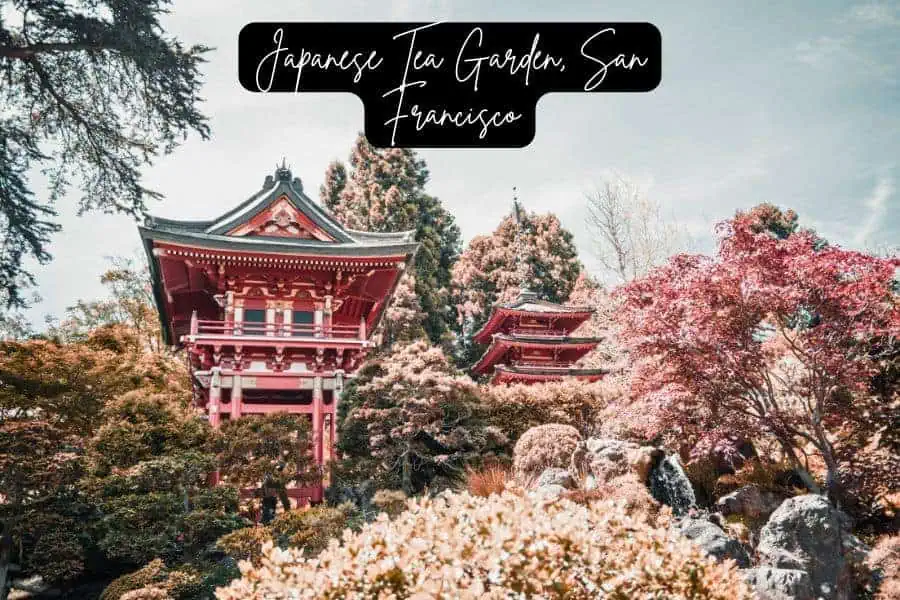 traditional japanese tea garden in san francisco surrounded by cherry blossoms and lush greenery