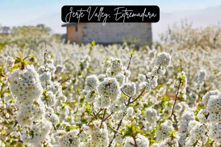 white cherry blossoms in full bloom covering jerte valley, extremadura, spain, with a rustic house in the background