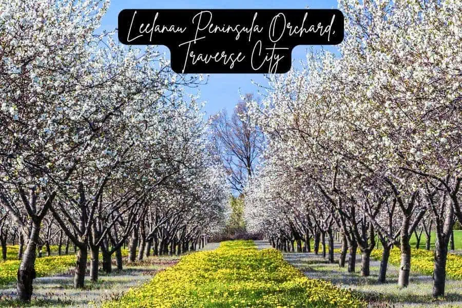 cherry blossom trees in full bloom at leelanau peninsula orchard, traverse city, michigan, with a path lined by yellow wildflowers