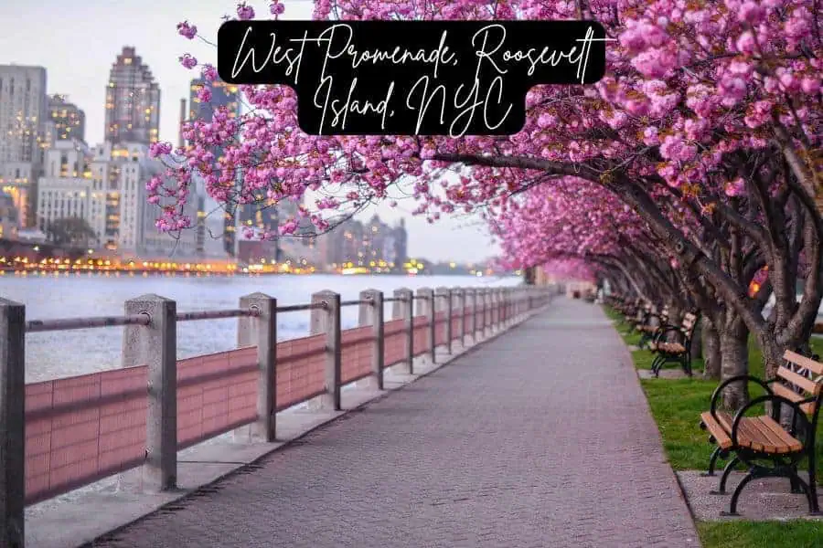 cherry blossoms in full bloom along the west promenade on roosevelt island, new york city, with a serene walkway, benches, and the manhattan skyline in the background