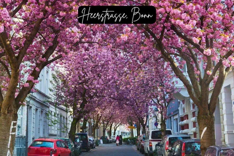 cherry blossom tunnel on heerstraße in bonn, germany, with pink blooms arching over a charming cobblestone street lined with parked cars and historic buildings