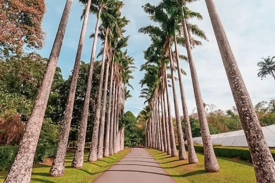royal botanic gardens kandy sri lanka
