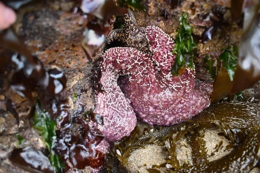tidepool pescadero state beach