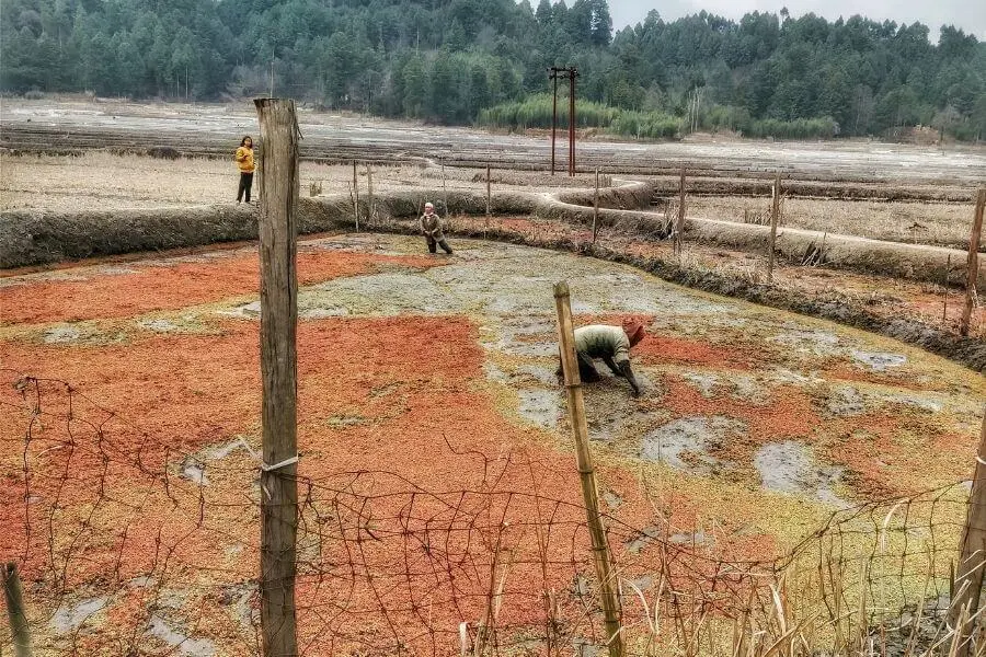 apatani tribe women practicing paddy field cultivation in ziro valley
