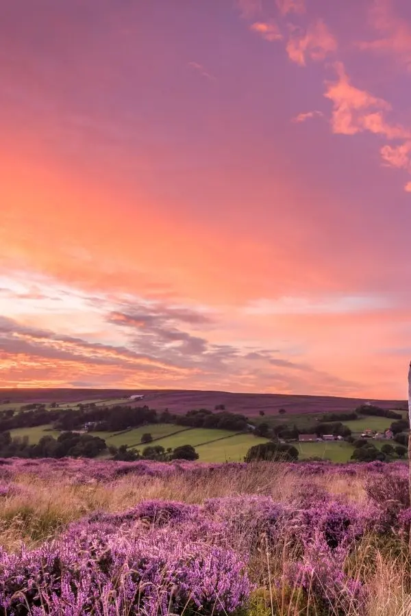 blooming heather north yorkshire uk